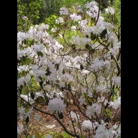 Rhododendron davidsonianum (fam. Ericacees) (Sichuan) (1)